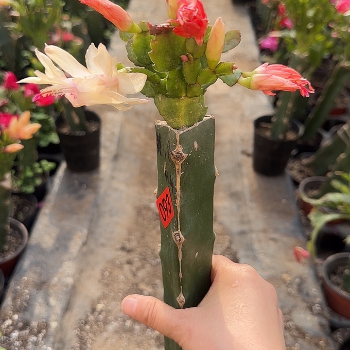 093嫁接蟹爪兰：黄+索（柱子有缺）