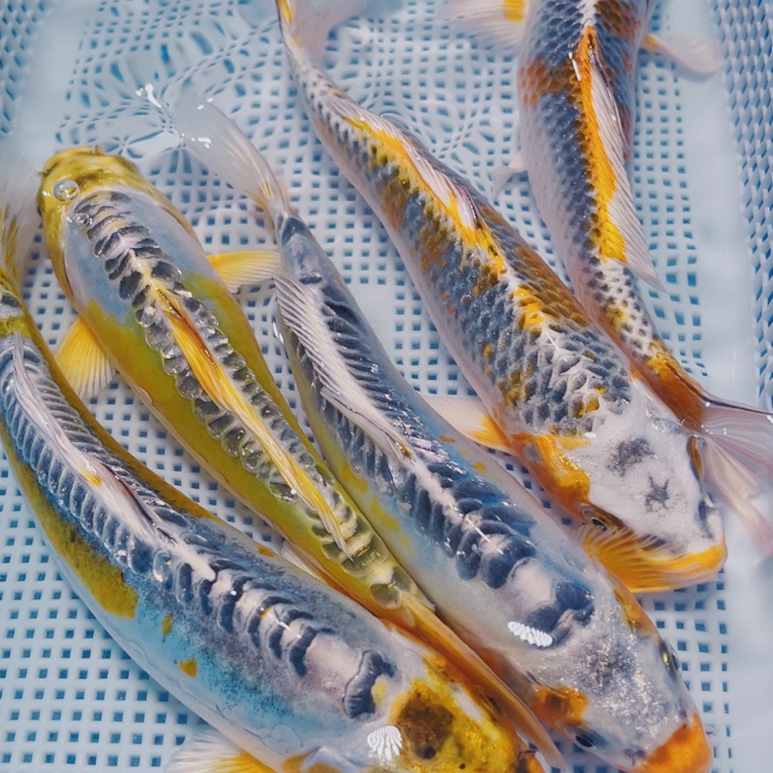 海水鱼锦鲤观赏鱼观赏鱼