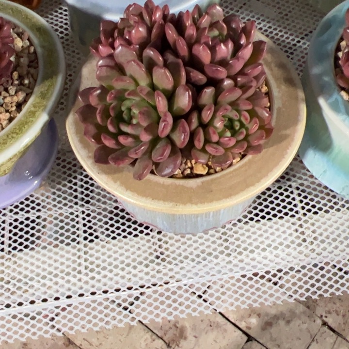 玉*?红宝石多肉带盆