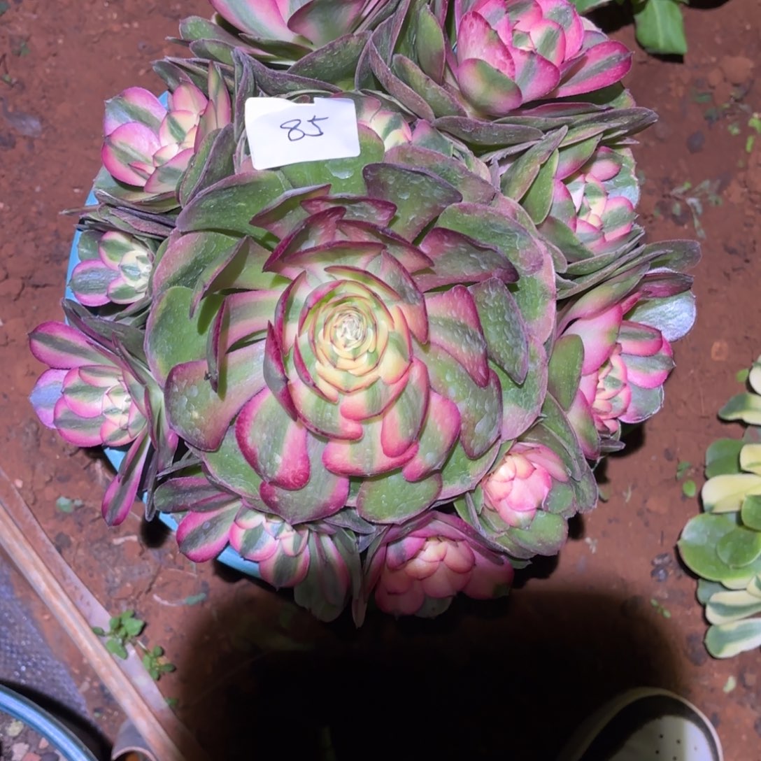 云南多肉植物荔枝