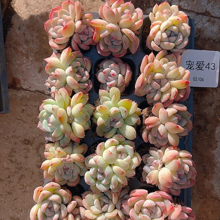 直播福利一物一拍43