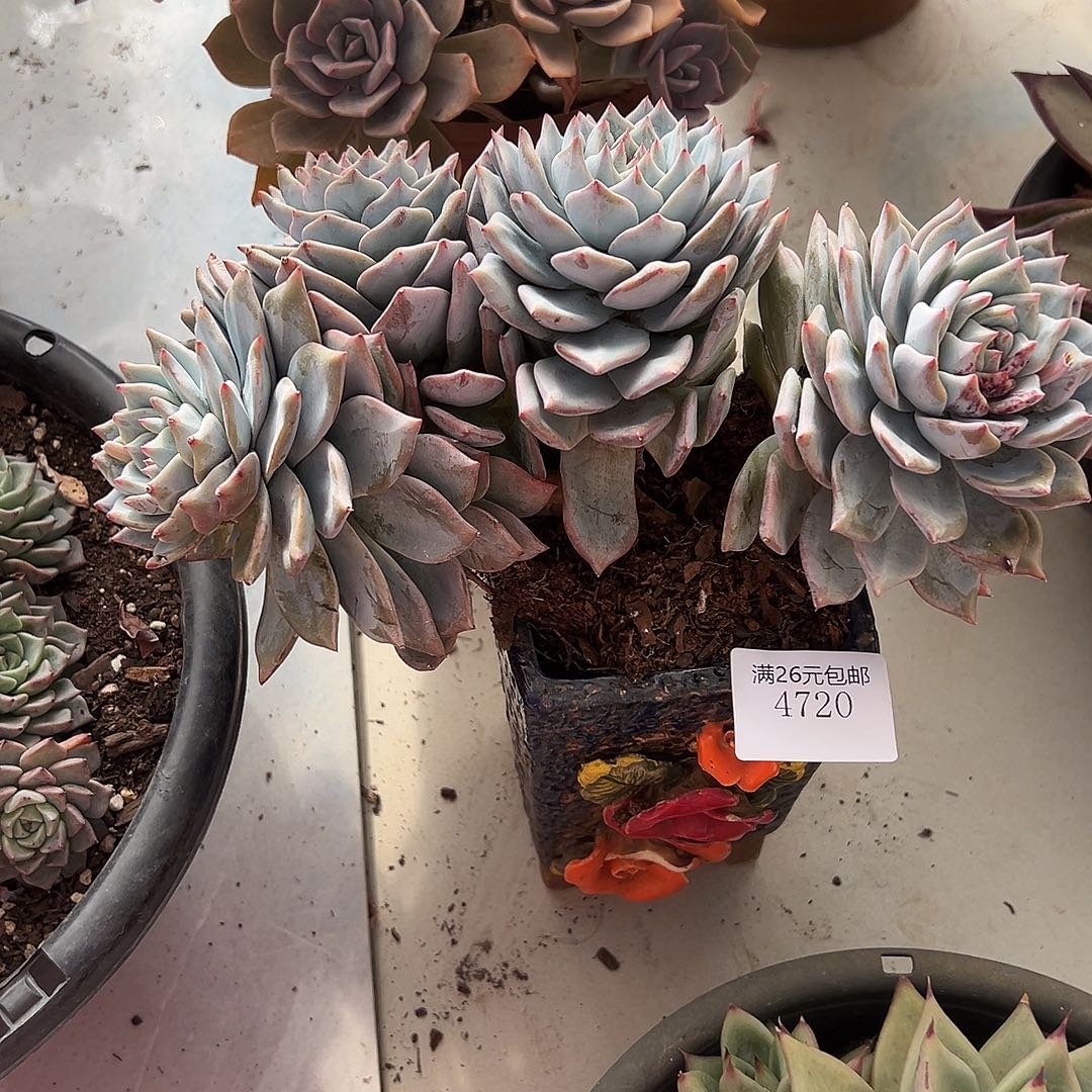 宋***.4720粉蓝鸟多肉植物多肉