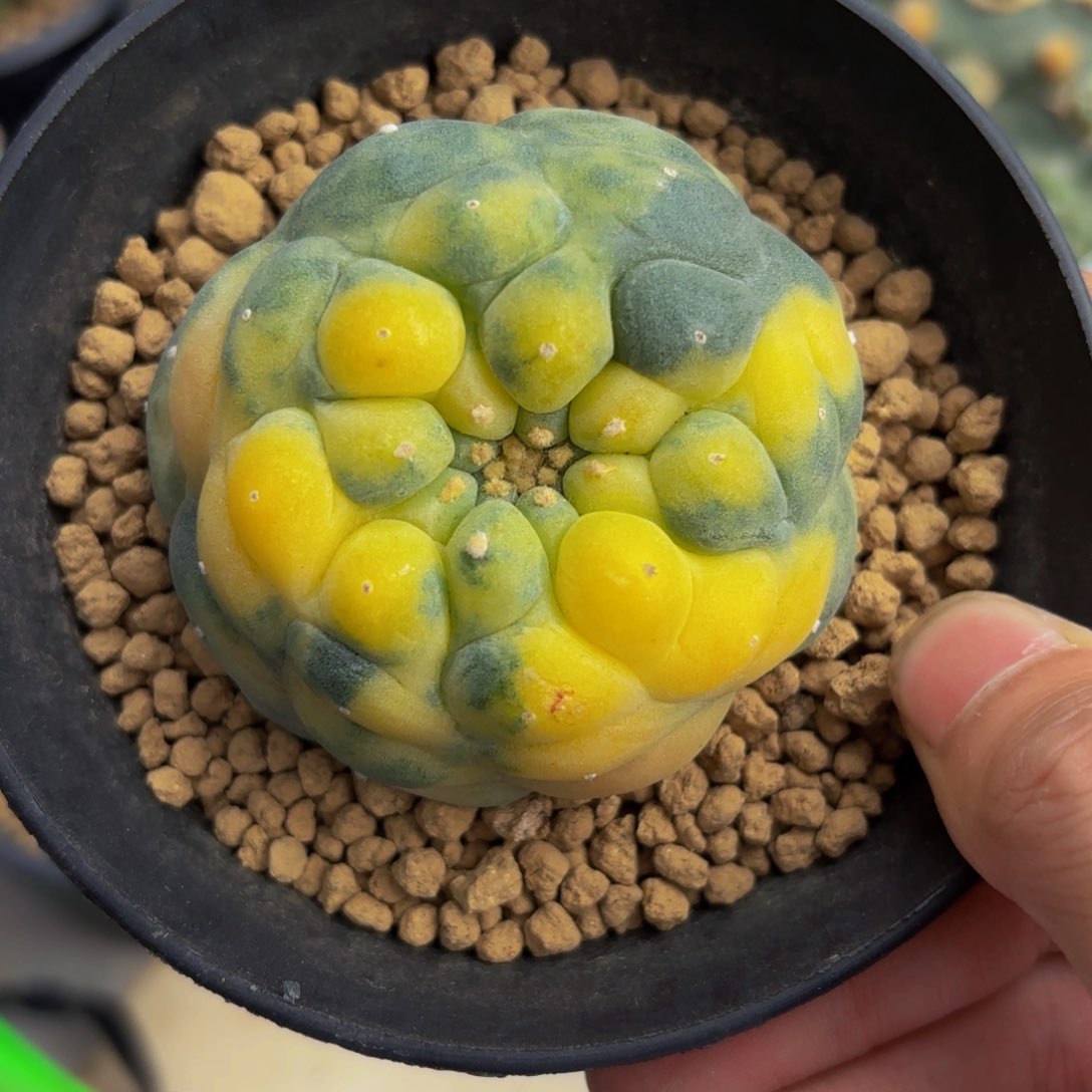 坂田锦G g g g g g g g