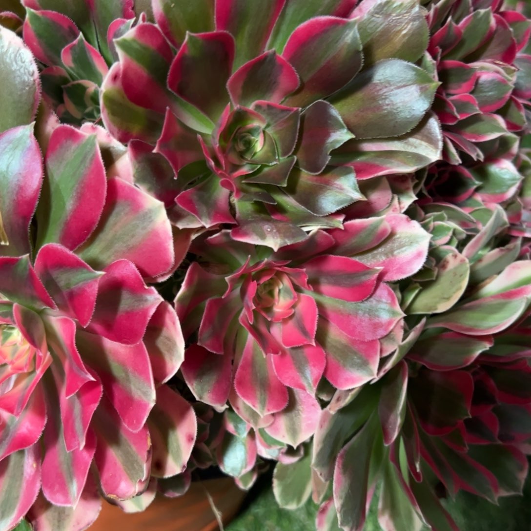 213，布加蒂多肉植物