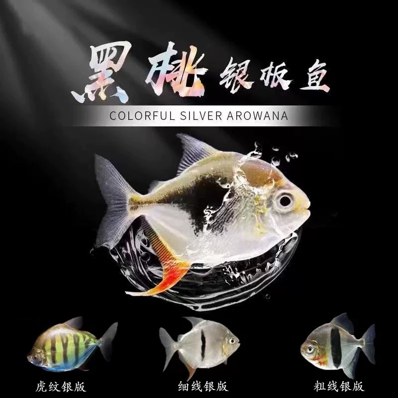 黑桃A♠银板鱼苗热带观赏鱼好养适合新手混养淡水鱼金龙鱼红龙配鱼