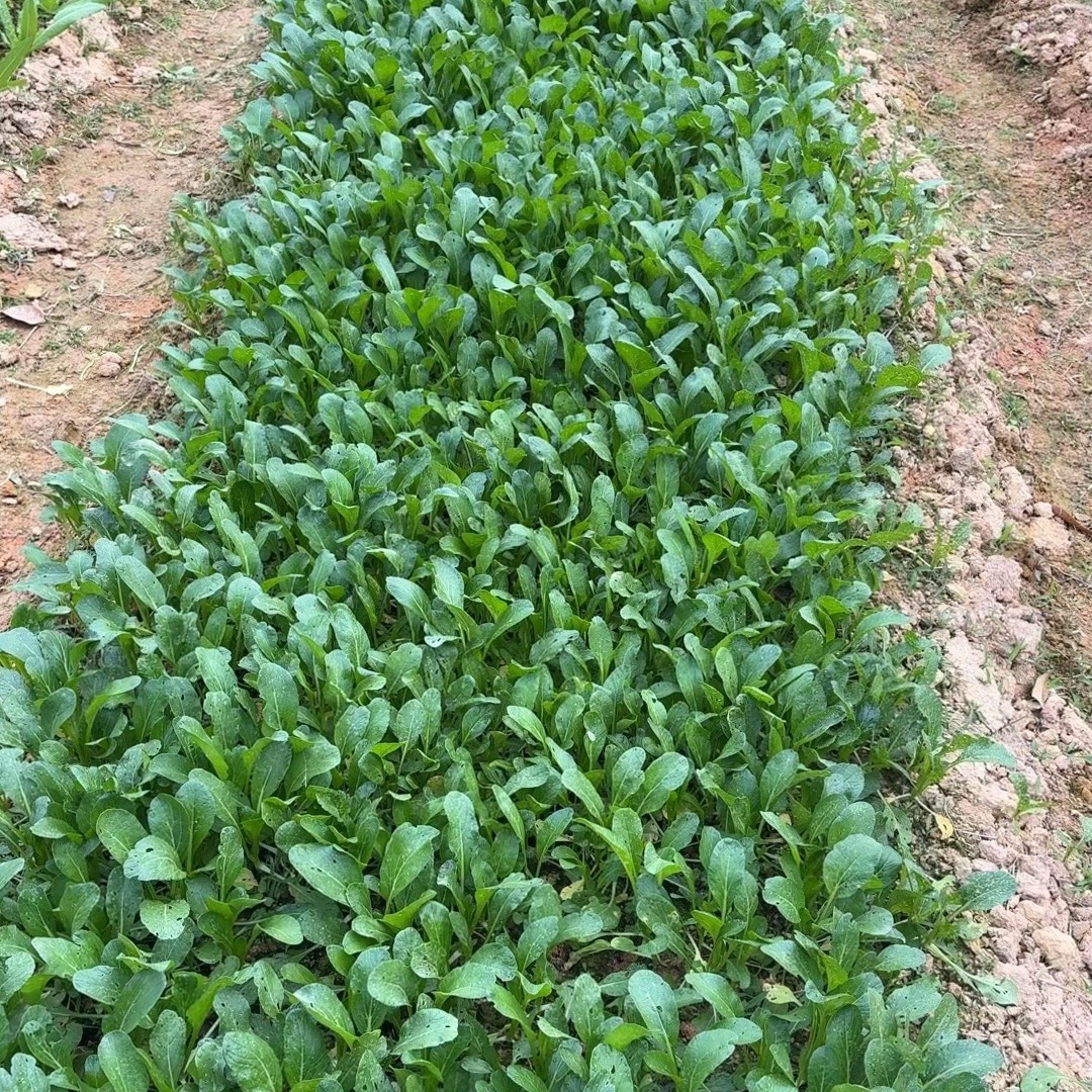 正宗广西博白蔬菜脆甜嫩带泥发货