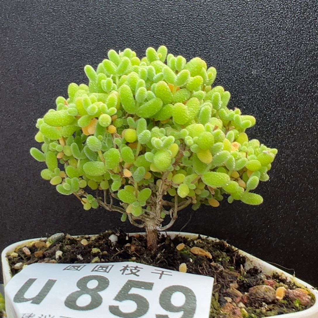 u859小可爱蜜橘糖球冠幅5.5cm