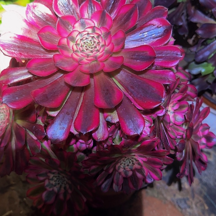 清**桐精品红铜壶超白锦捧花福利42