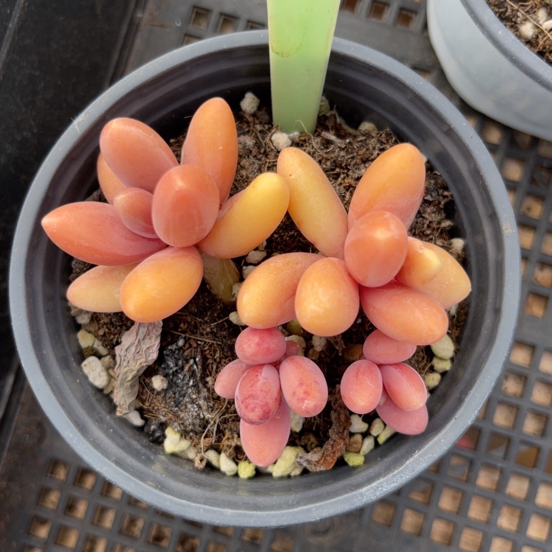 云尘多肉一物一拍1151