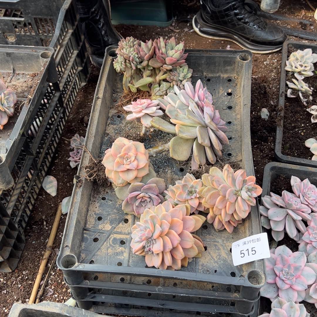 515紫乐锦老桩多肉