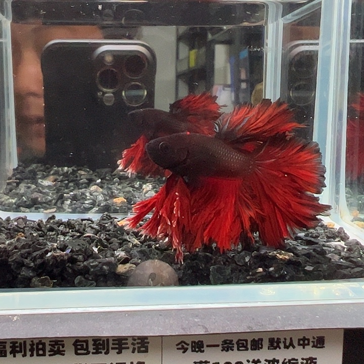 斗鱼竞拍跑单拉黑30日83