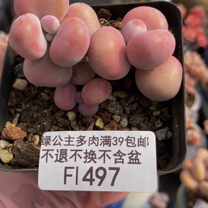 腰子桃蛋6cm497多肉植物