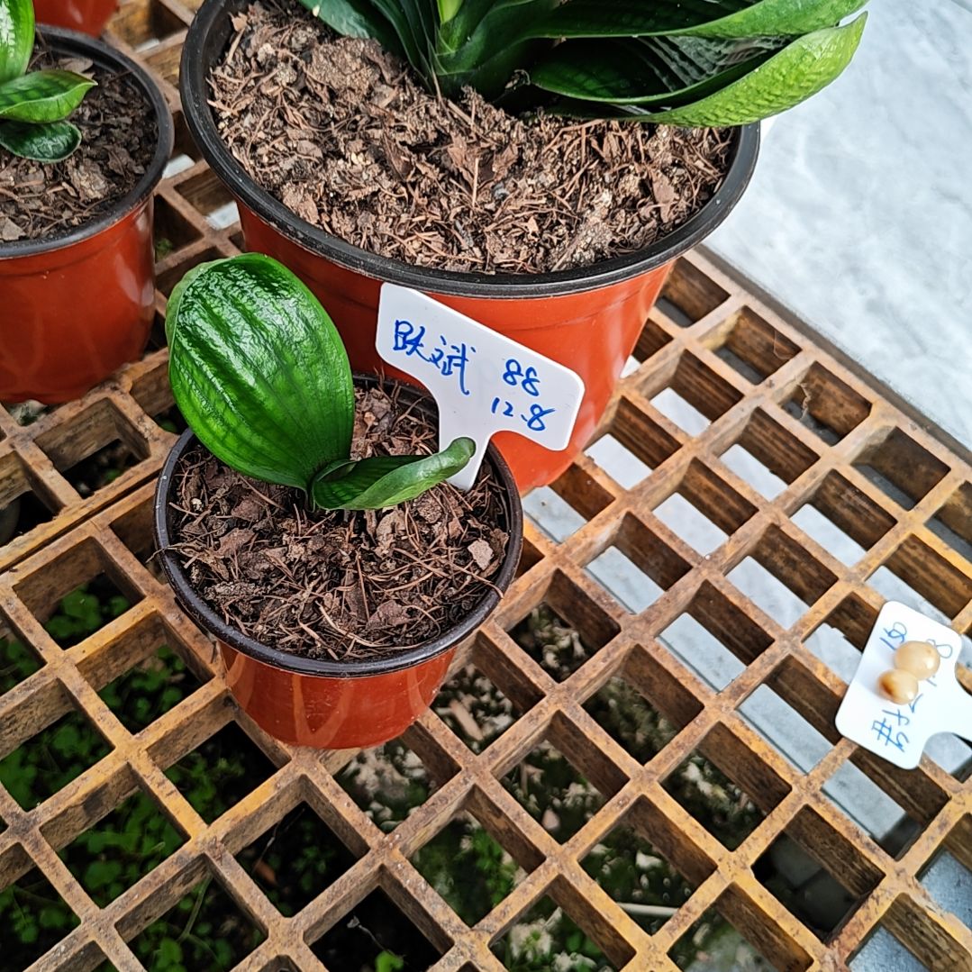 完全开放君子兰精品一年