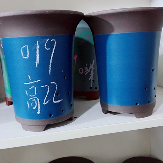 红陶紫砂紫砂紫砂