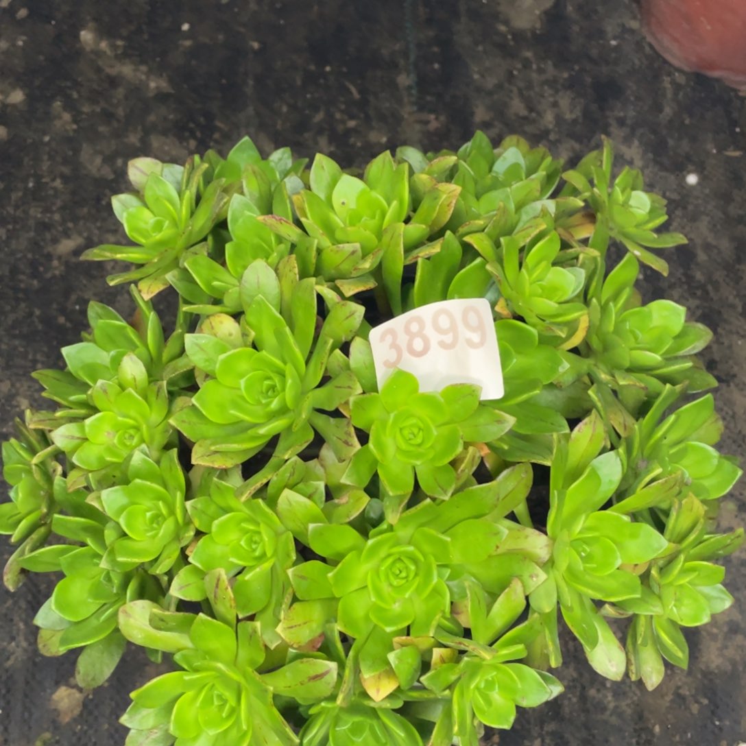 3899号绿茶手捧花