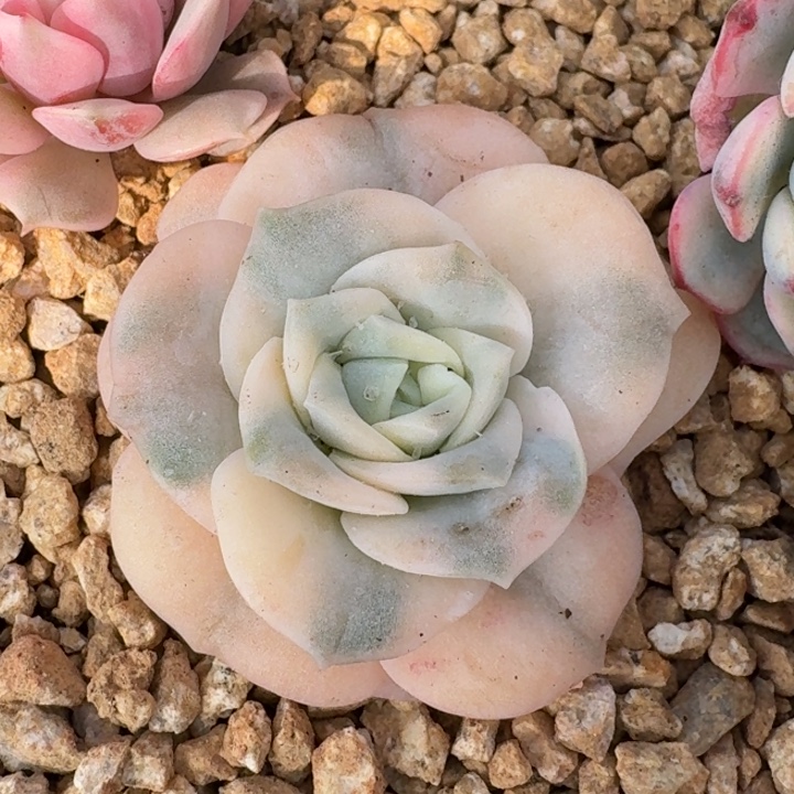 一棵可爱玫瑰白锦一物一拍