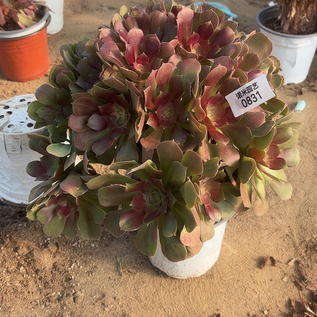 黄金玫瑰多肉植物831