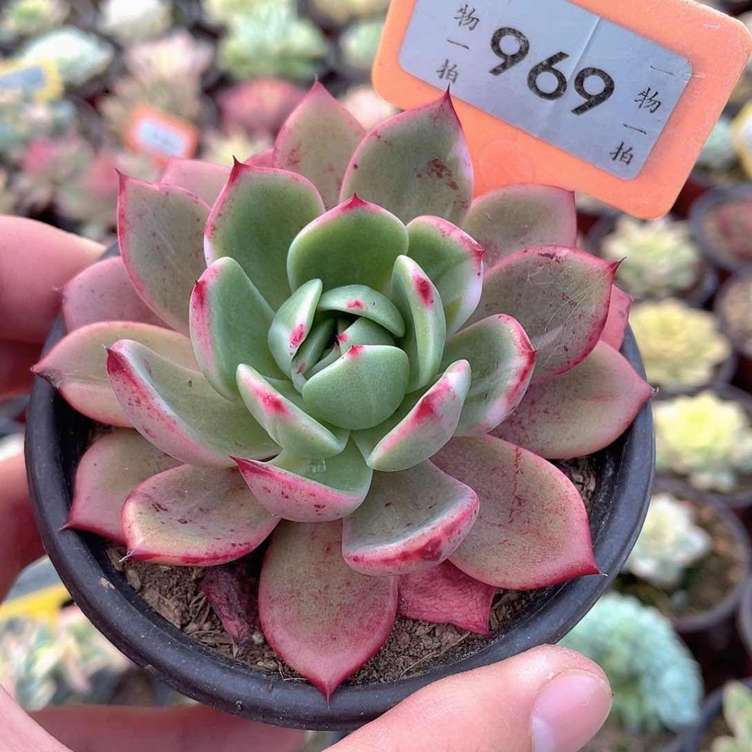 佛朗明哥花锦969号