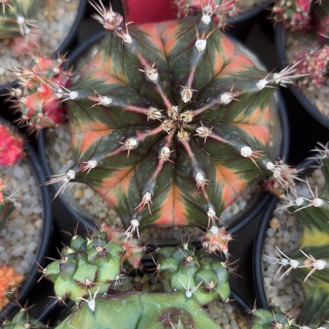 189-1208泰国发货多肉