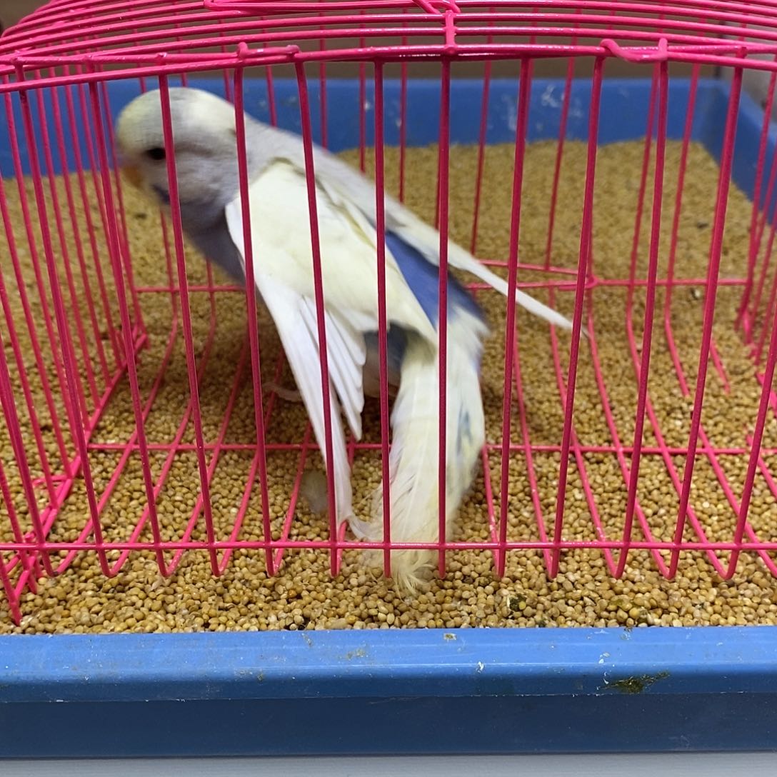 虎皮鹦鹉大头虎皮