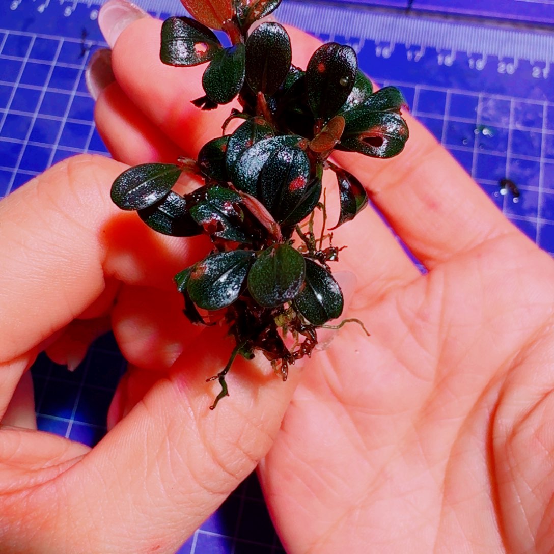 无花朵大象玉福利价一份植物