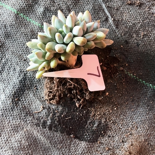 ****蒿哥特7号码牌子的话题了