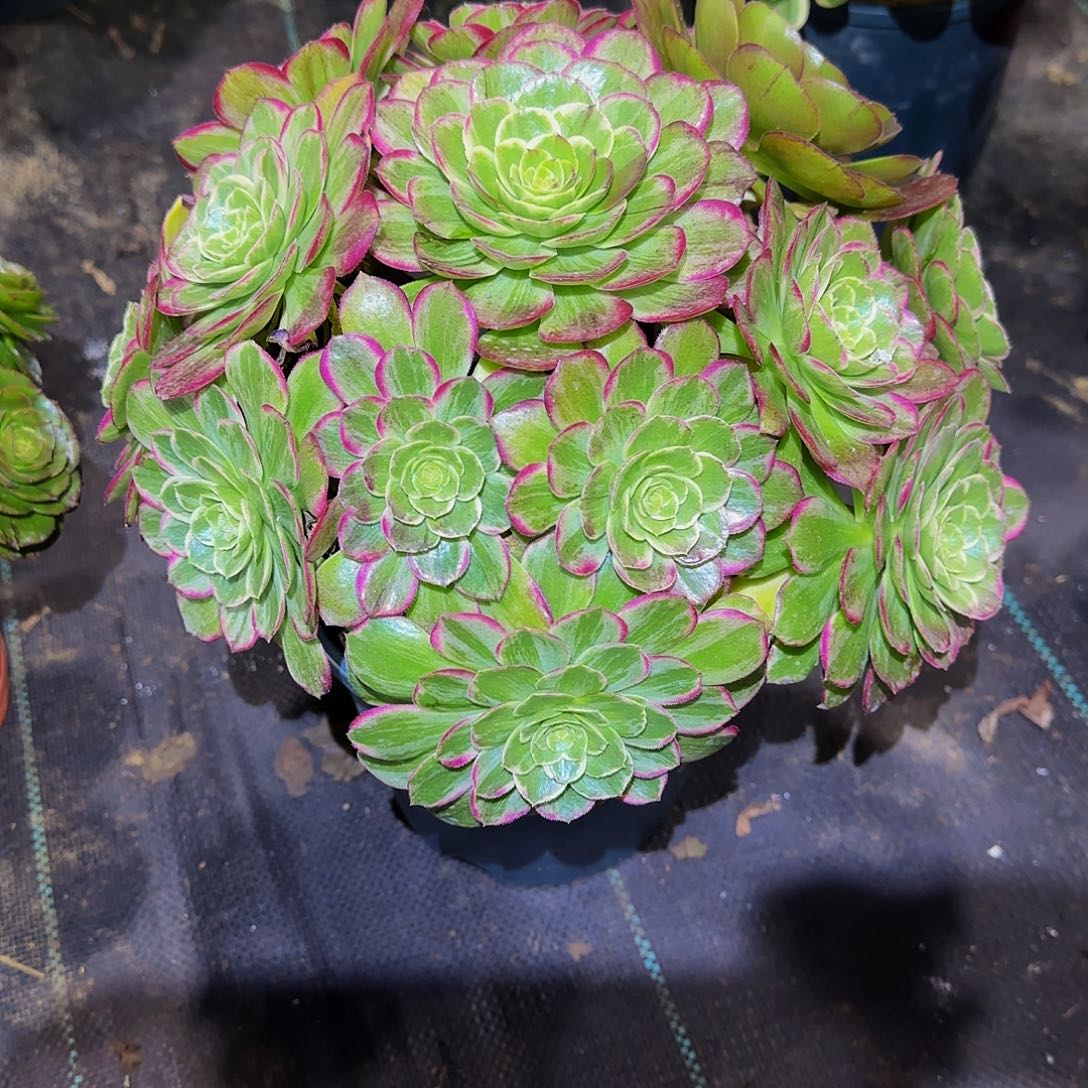 多肉植物万花筒老庄