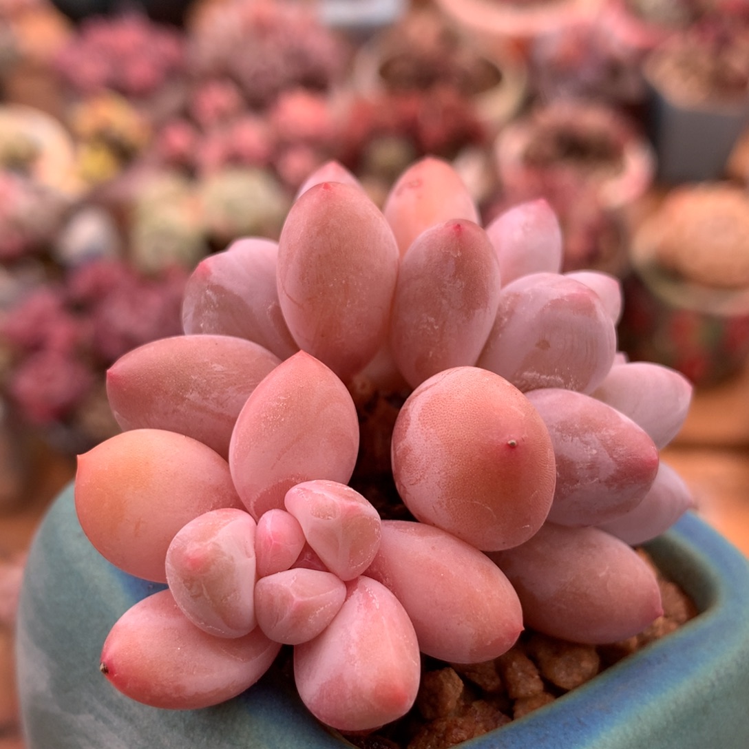 香水一物一拍 007