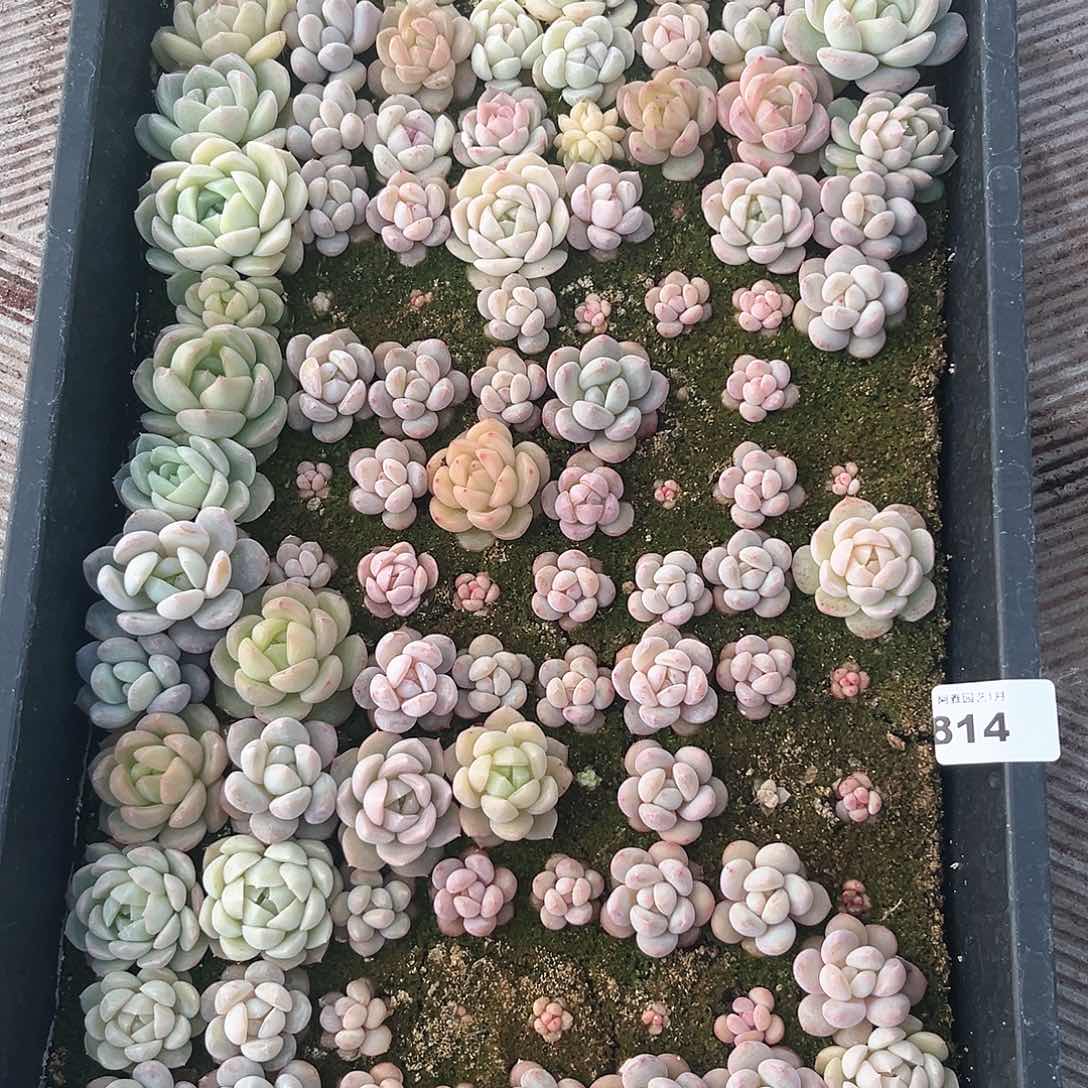 阿雅园艺。          带筐发货814