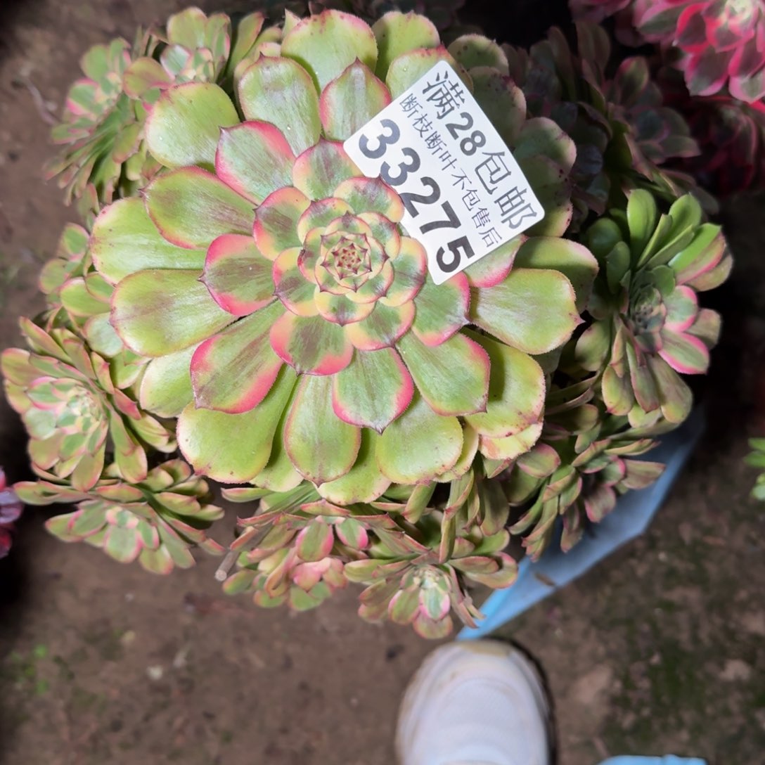 33275佳丽多肉植物