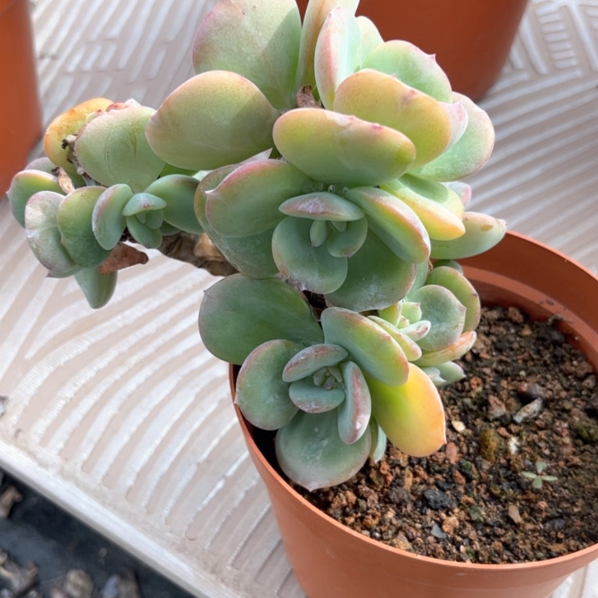 【闪购商品】无花朵