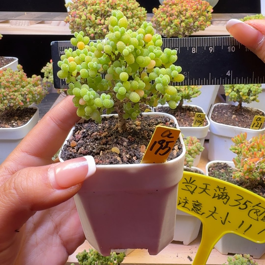 猫***菇a195号金桔冠服7厘米左右