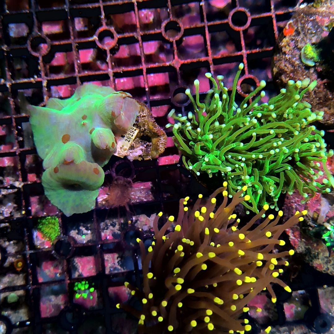 纽扣珊瑚绿火柴黑火柴