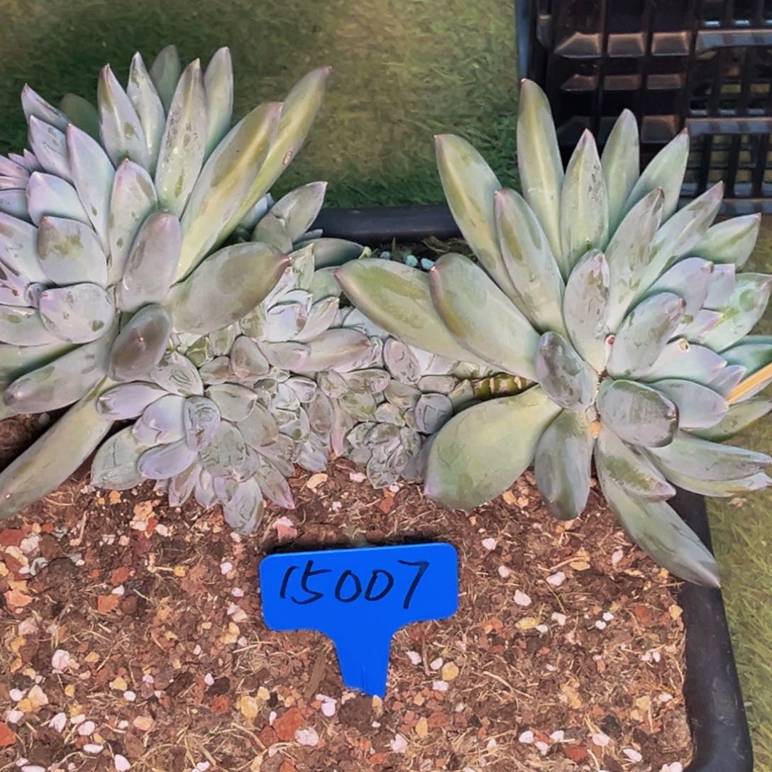 15007号晚上多肉植物群生多肉