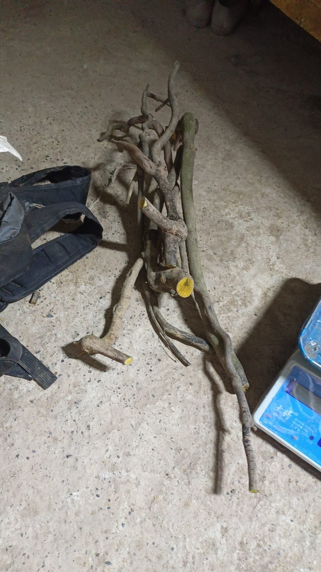 三角梅老桩造型温度高运输易落花落叶介意勿拍
