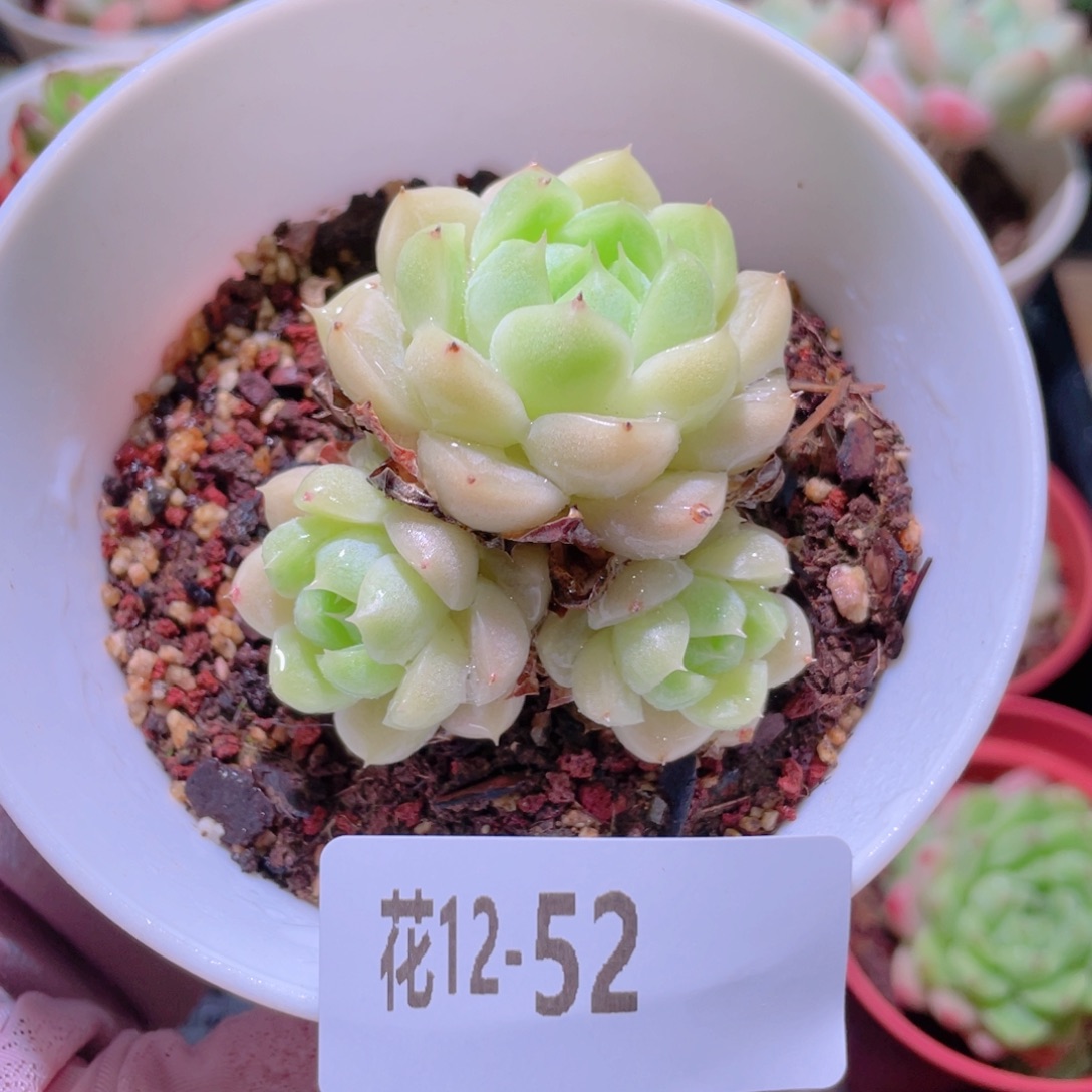 花利美12-52麦秆群