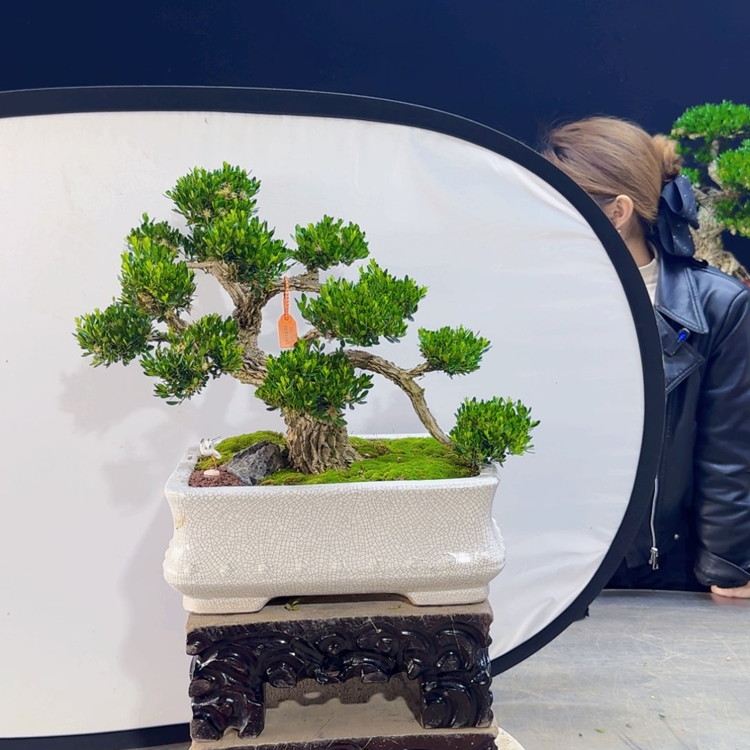 高端盆景艺术作品