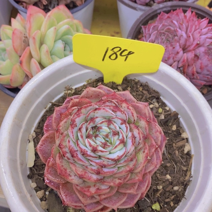 多肉植物。开心多肉