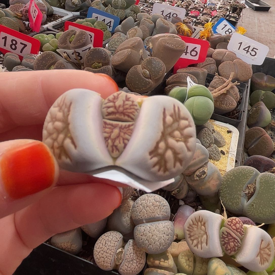 生石花一颗菊化石254