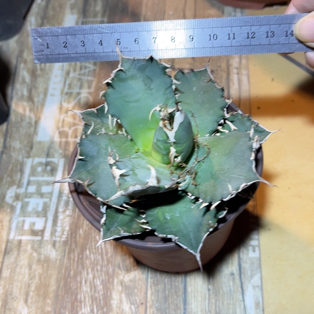 仁王冠龙舌兰一物一拍