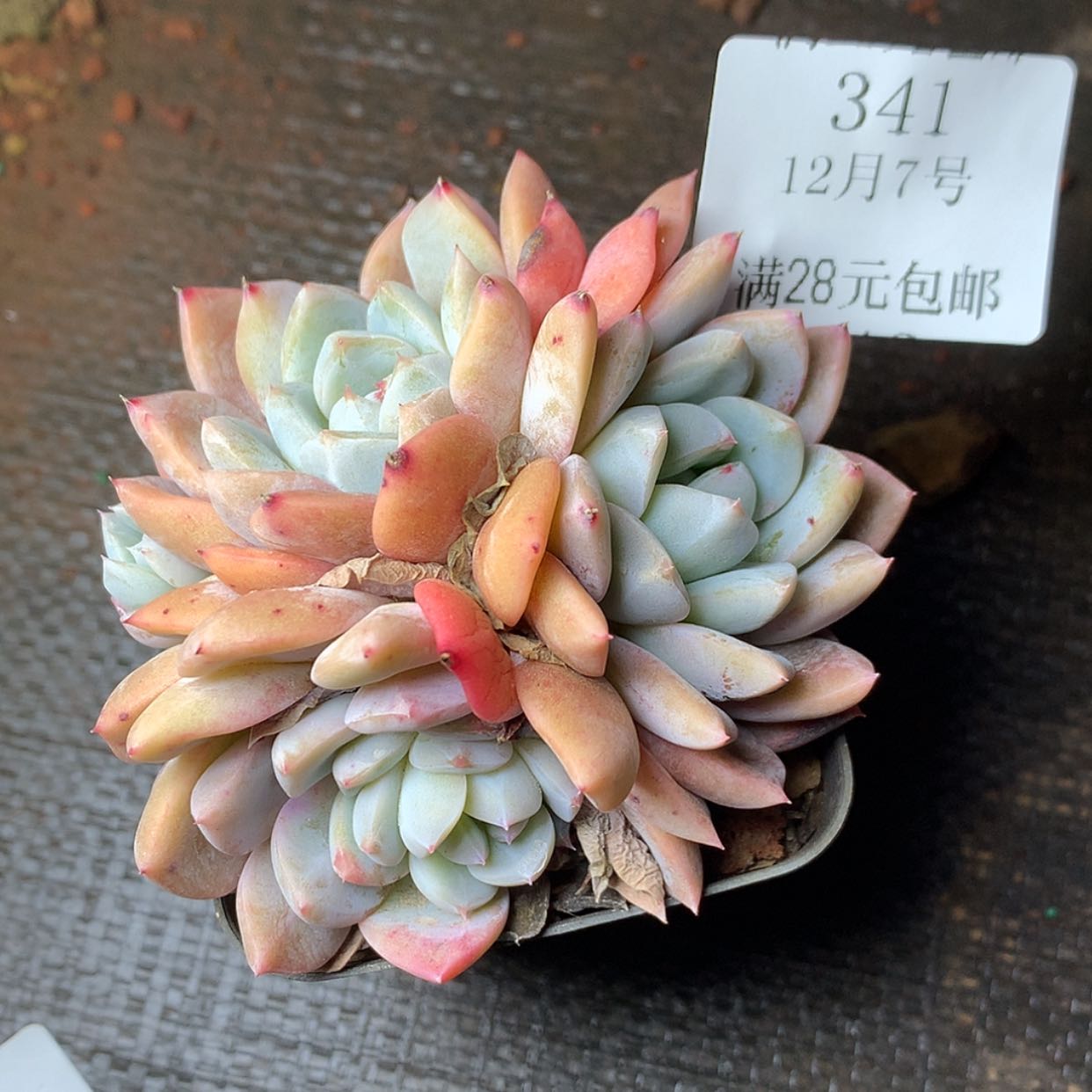 【闪购商品】小***头云341号