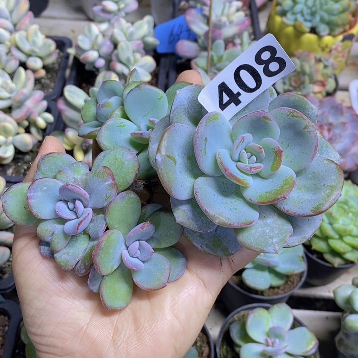 ****开408号韩版奶茶三颗