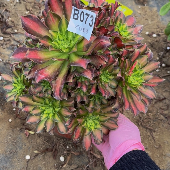 073韶华多肉法师不包断枝