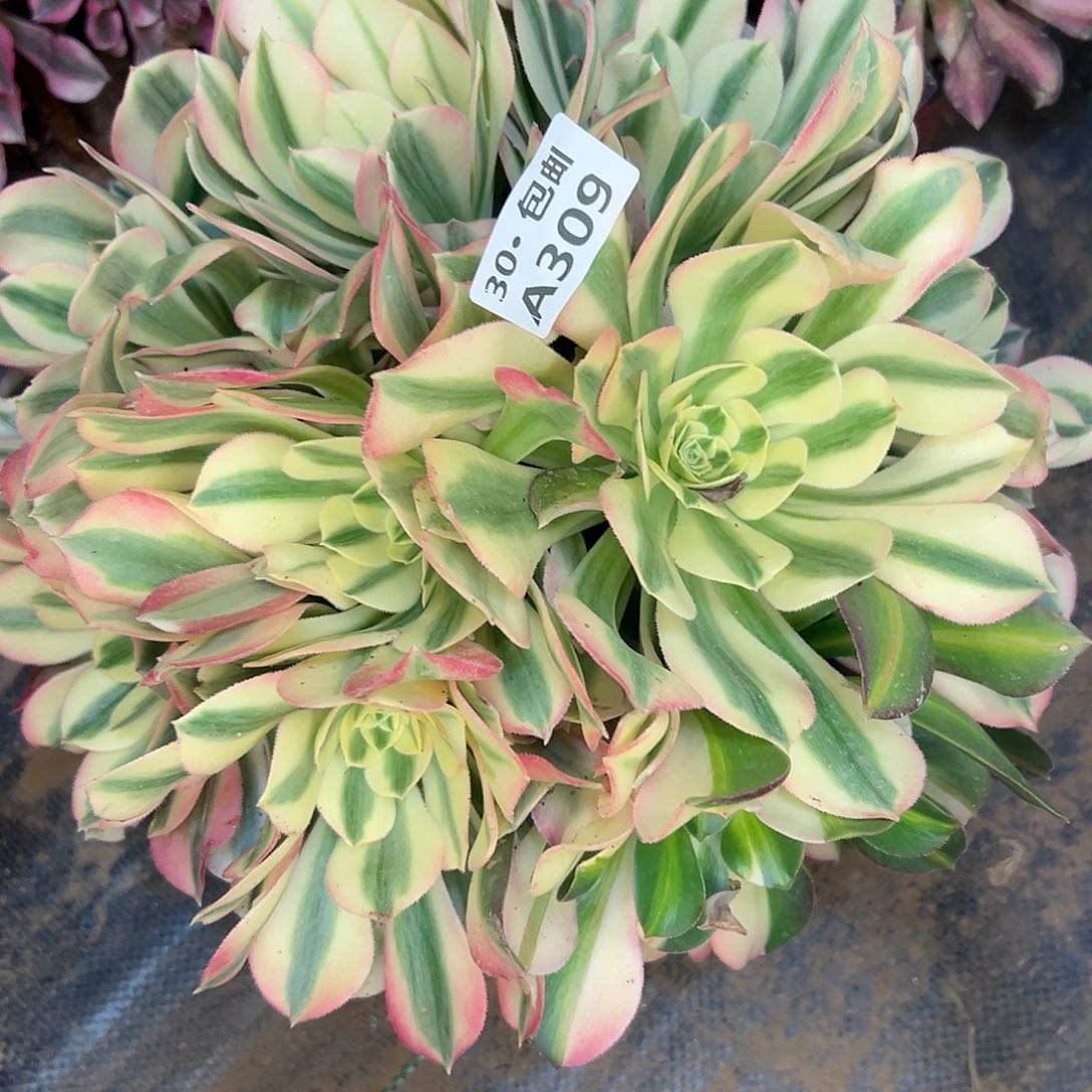 309女巫多肉法师不包侧枝