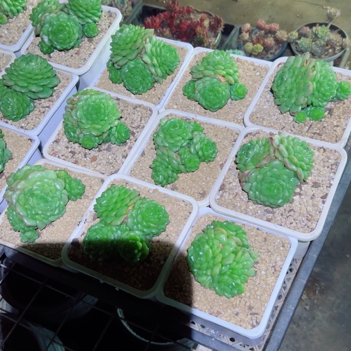 精品多肉植物老桩珍妮随机发一棵