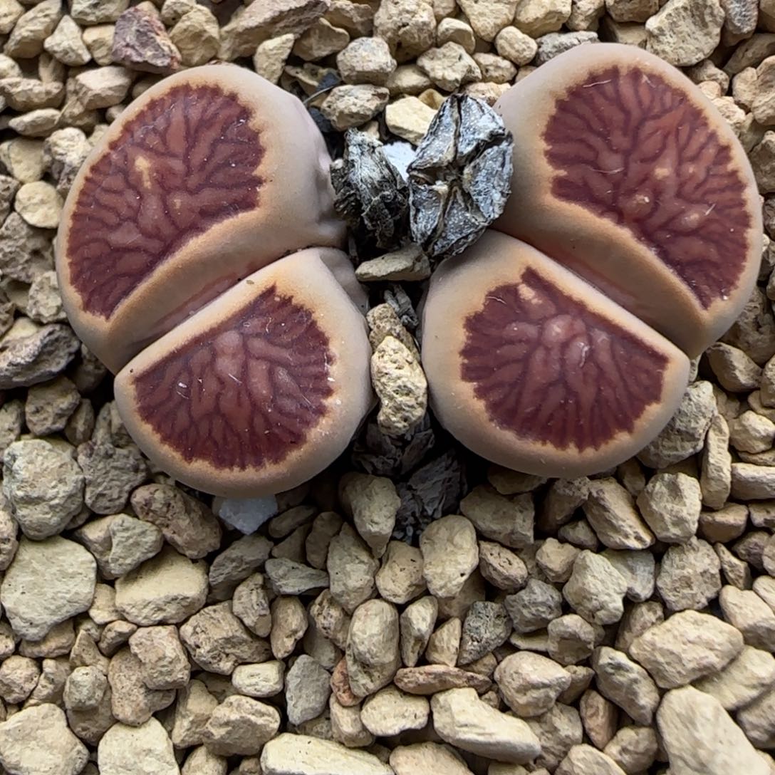 465 生石花大棚直播