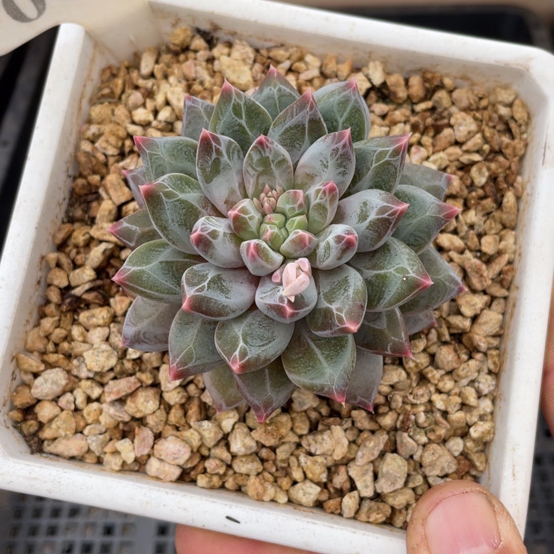 0689暗纹不带盆7厘米