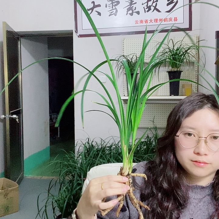 完全开放大雪素大雪素