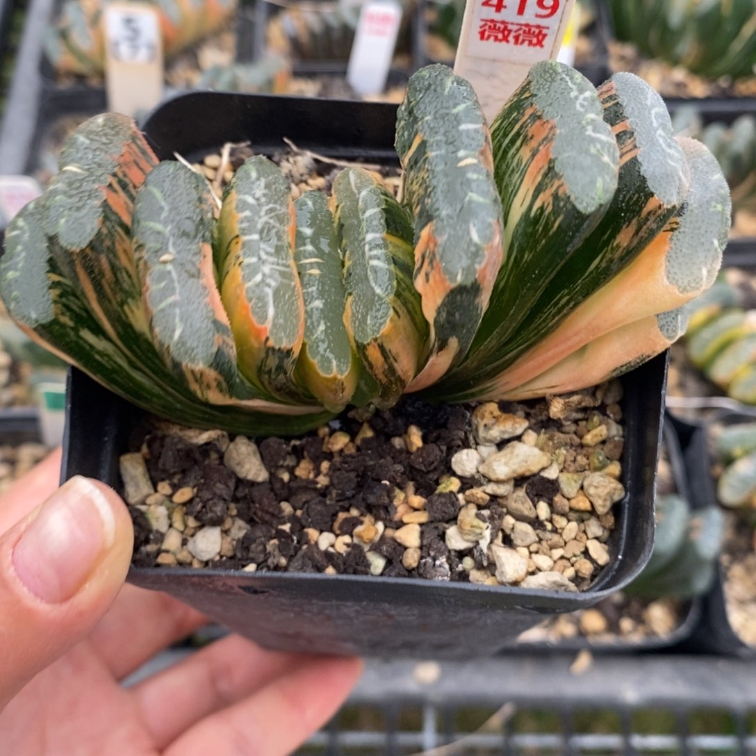 完全开放419赤斑玉扇极上斑锦