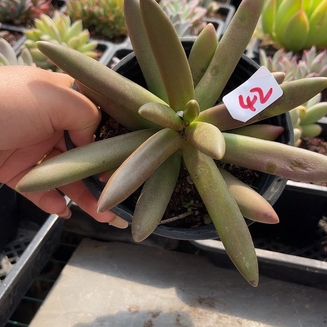 椰子树。  42。 111111111